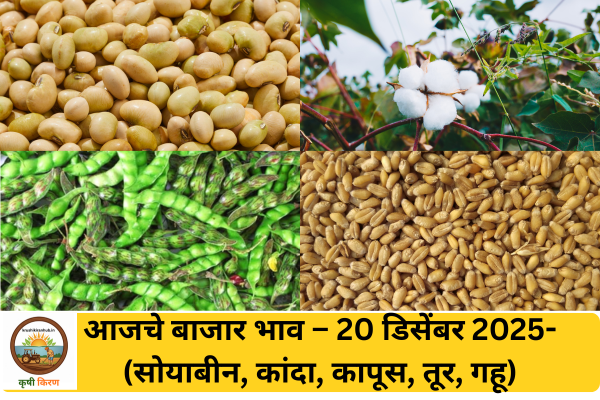 आजचे बाजार भाव – 20 डिसेंबर 2025