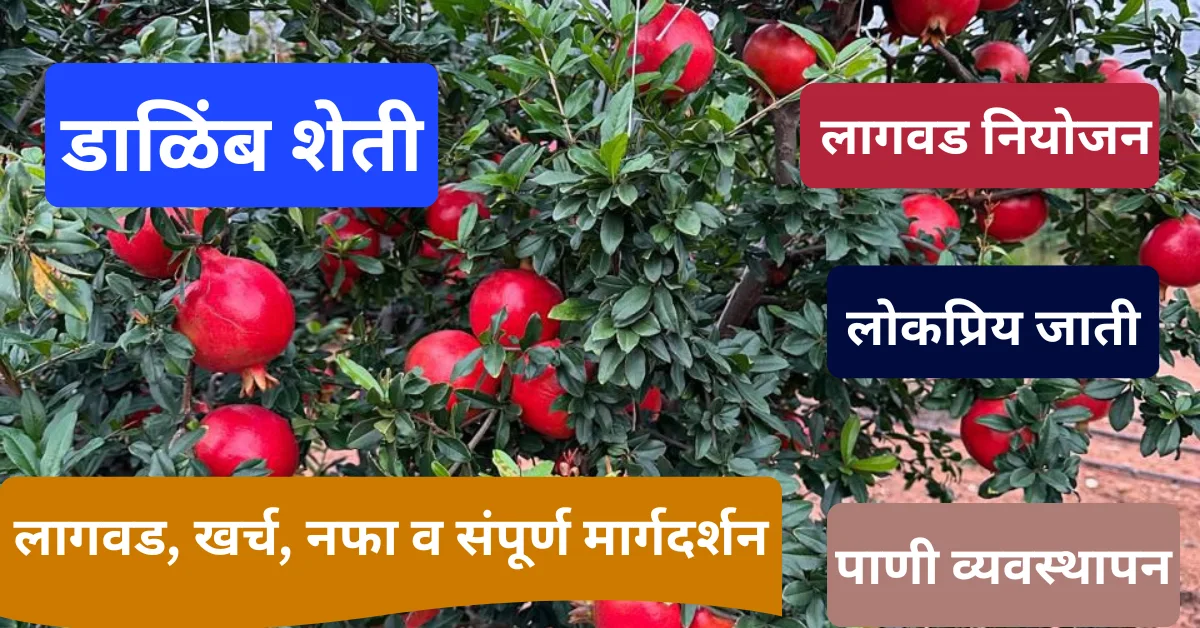 डाळिंब शेती