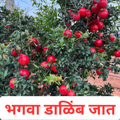 डाळिंब शेती माहिती